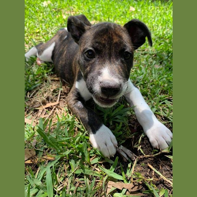 Photo of Bertie 🤩