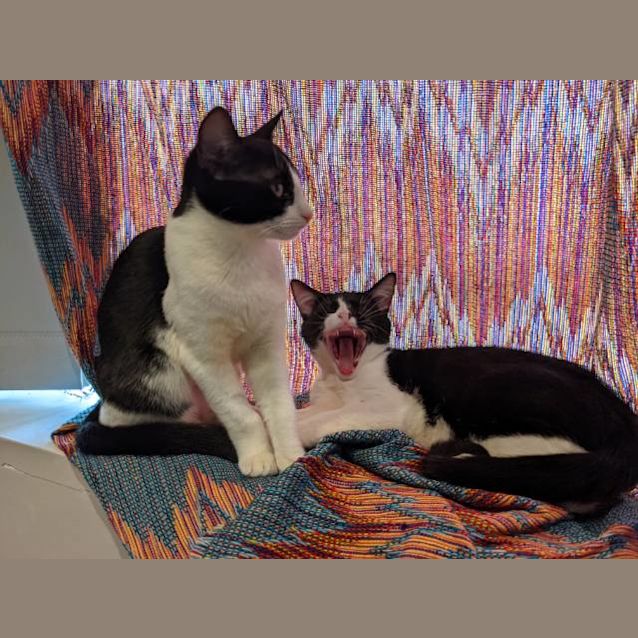 Photo of Echo And Whiskey (Bonded Pair)