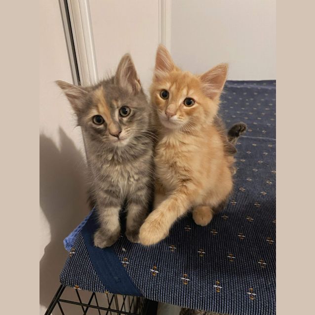 Photo of Aura And Nakoa ❤❤
