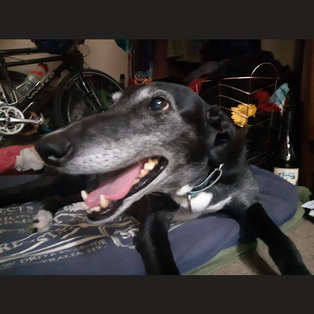 Photo of Rex