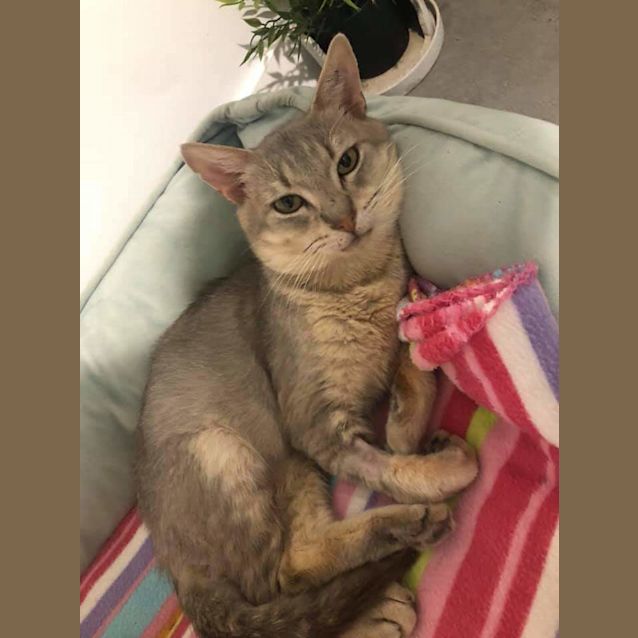 Photo of Toby
