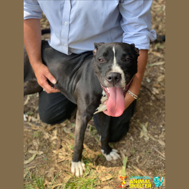 Photo of Duke   6 Months