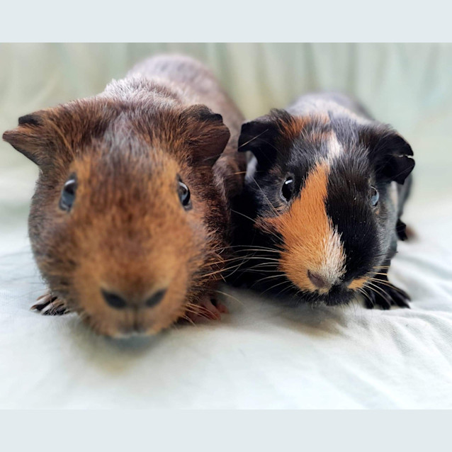 Photo of Perri And Furphy