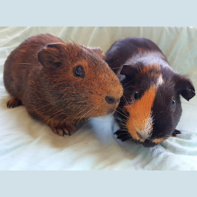 Photo of Perri And Furphy