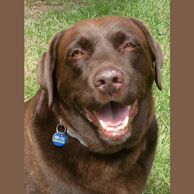 Photo of Daisy