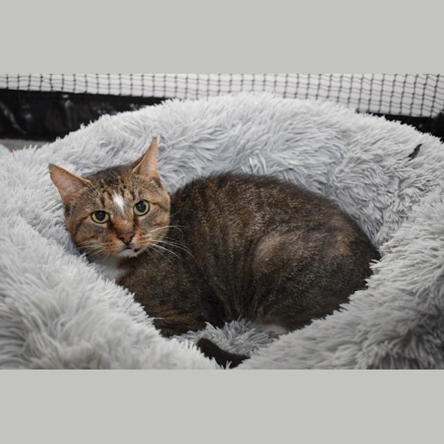 Photo of 3865   Lambo