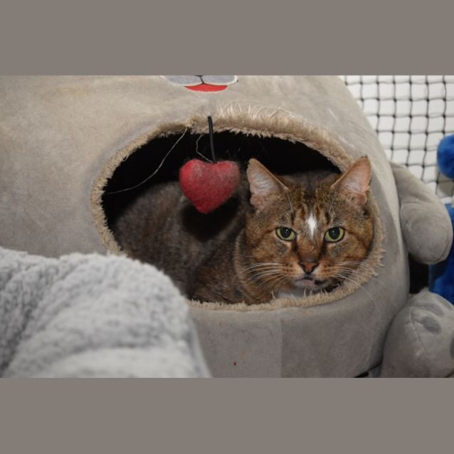 Photo of 3865   Lambo