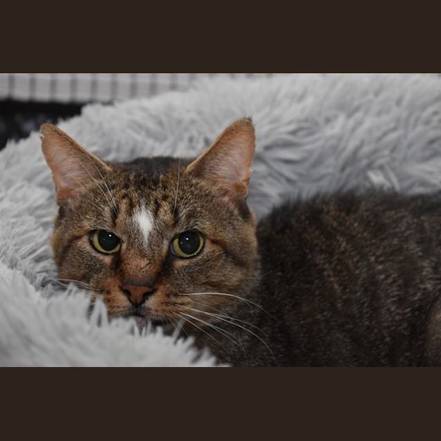 Photo of 3865   Lambo