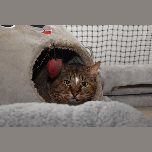 Photo of 3865   Lambo