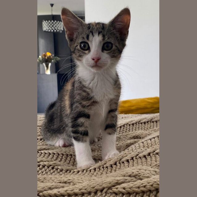 Photo of Bella Rose 