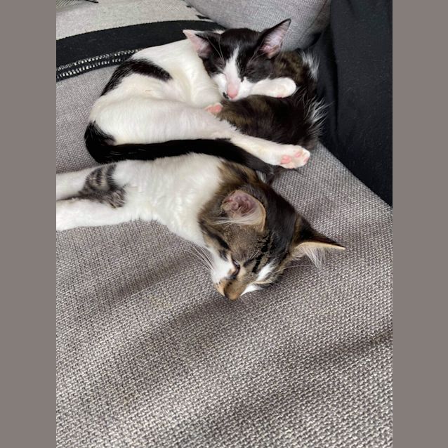 Photo of Suki And Sokka