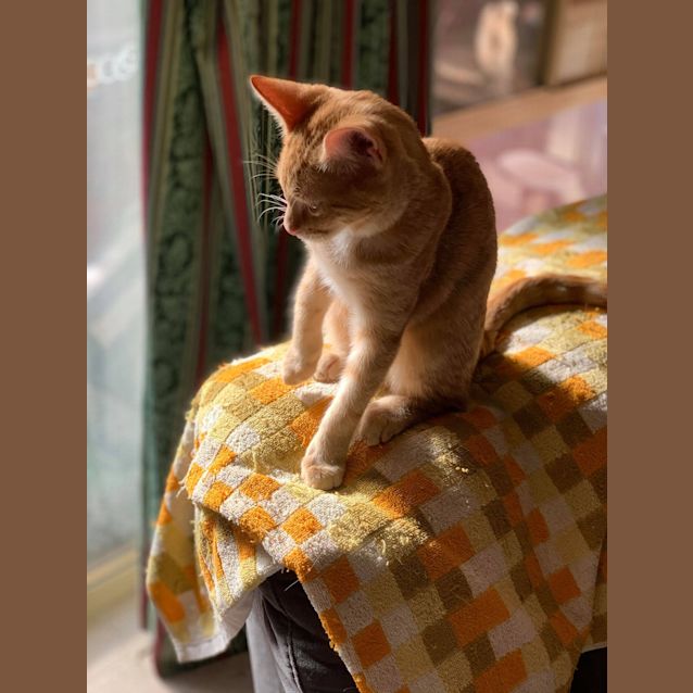 Photo of Saffron