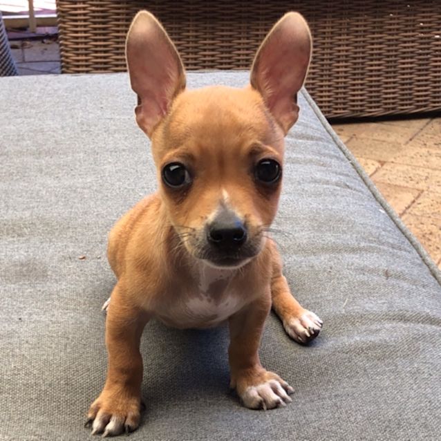 Photo of Piccolo