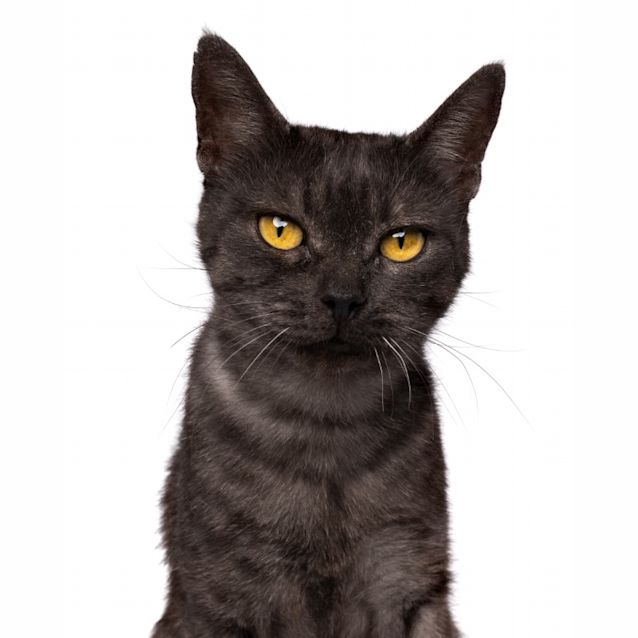 Photo of Coco