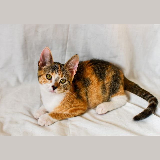 Photo of Dewey