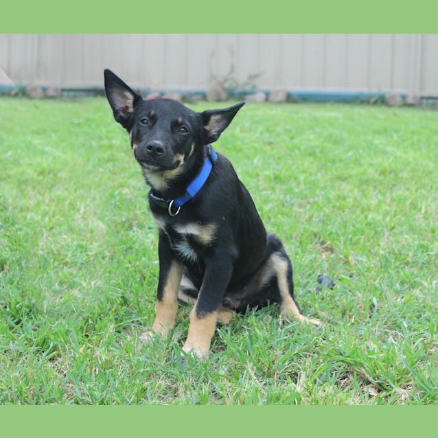 Photo of Presley ~ 3mo Kelpie X Cattle(on Trial 17/02/21)