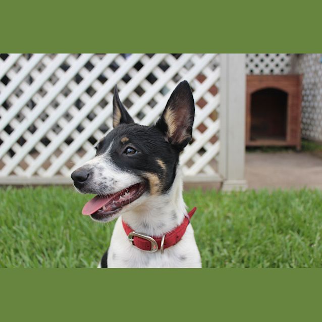 Photo of Pepper ~ Kelpie X Puppy (On Trial 21/2/21)