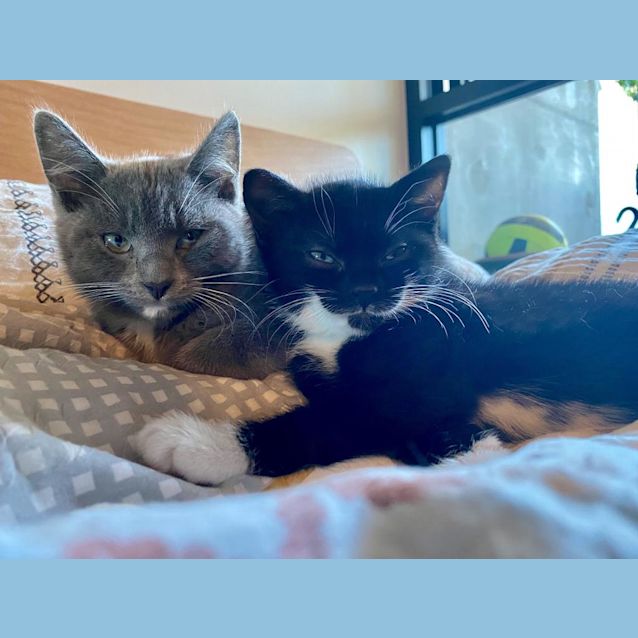 Photo of Pecan & Kara Cafecat