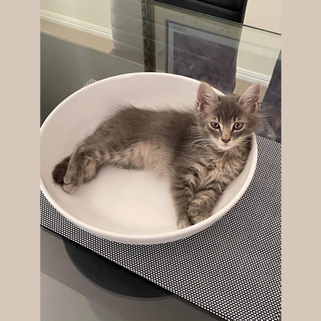 Photo of Cumin