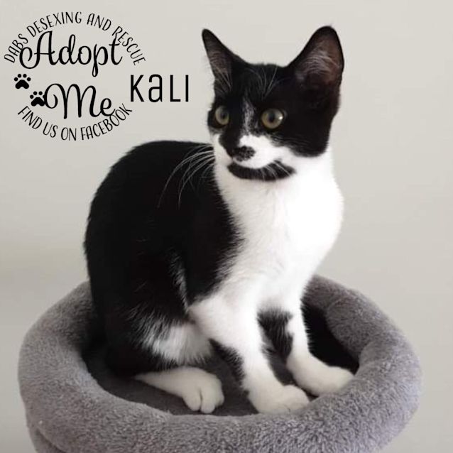 Photo of Kali