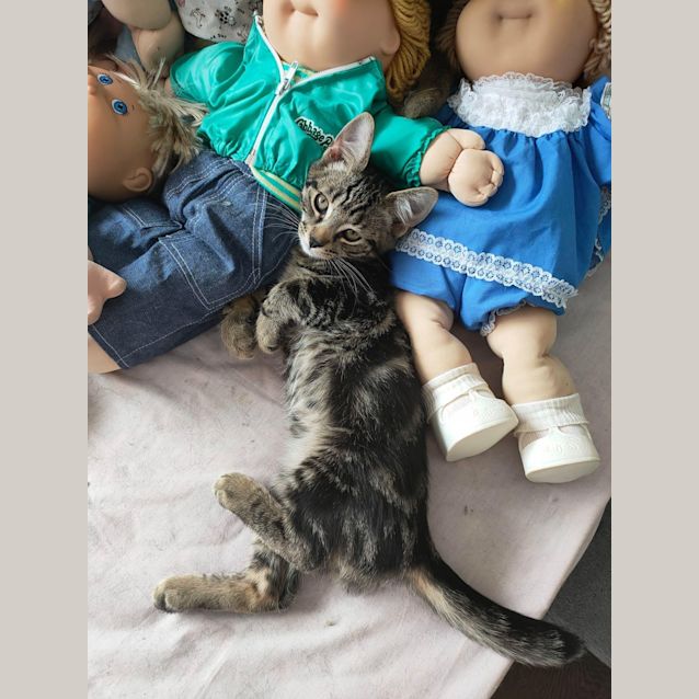 Photo of Alex ~ 14 Wk Old Kitten (On Trial 15/2/21)