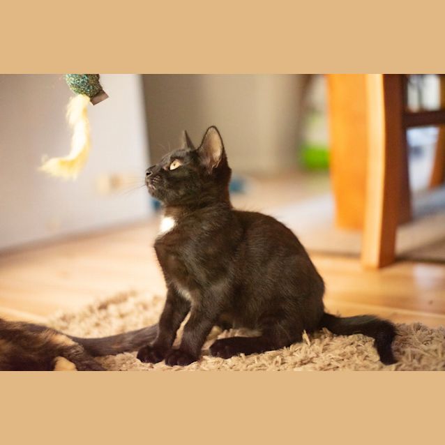 Photo of Rascal ~ 4 Month Old Kitten (On Trial 17/2/21)