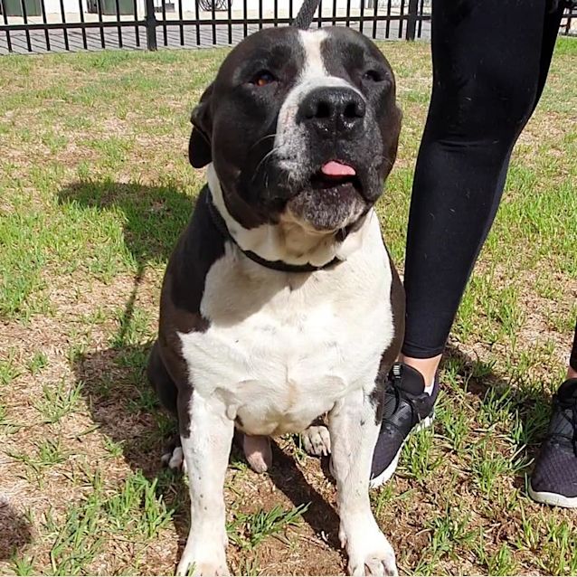 Photo of Marley Boy Dl2618