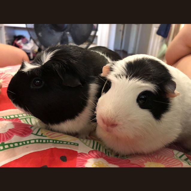 Photo of Peanut & Jelly