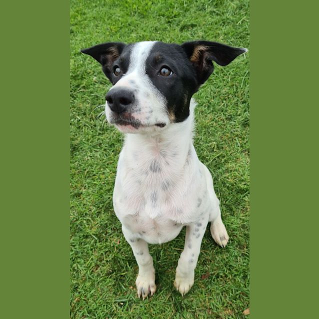 Photo of Heath ~ 3mo Kelpie X Cattle Pup(on Trial 21/02/21)