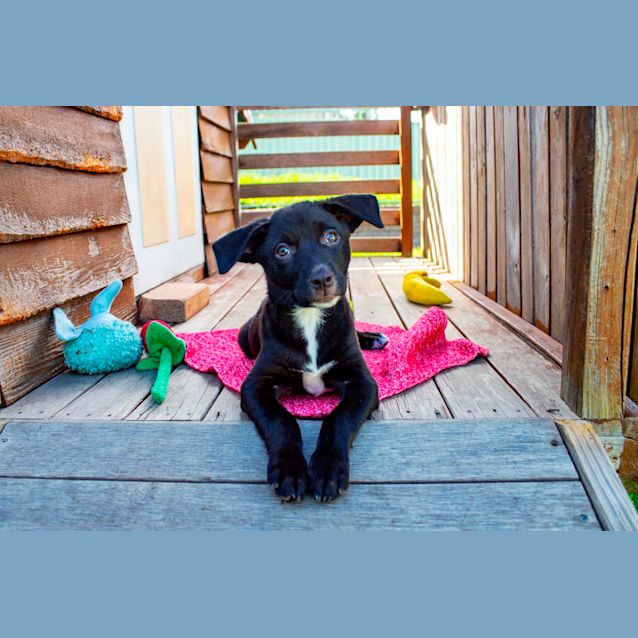 Photo of Minnie ~ Kelpie X Puppy (Eval Enquiries 15/2/21)