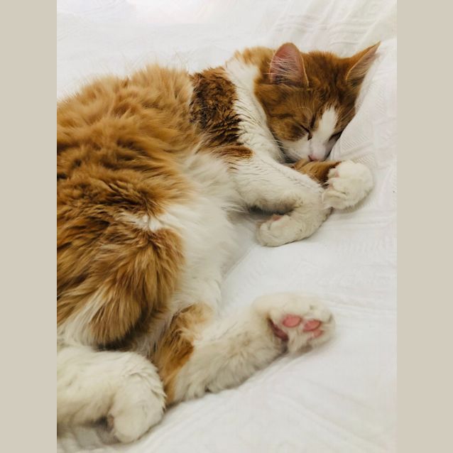 Photo of Nancy The Floof Queen