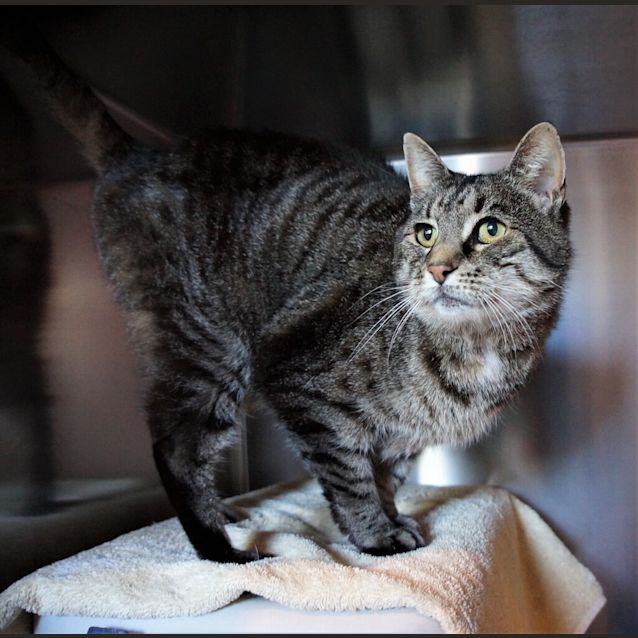 Photo of Puss Puss