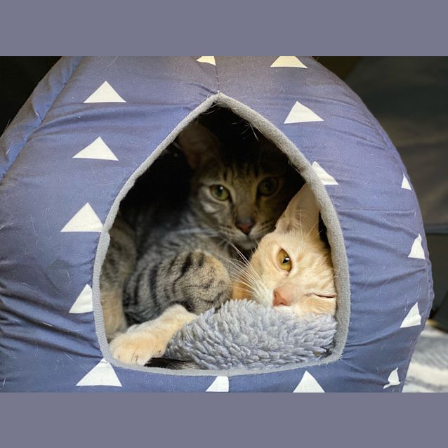 Photo of Chubbs