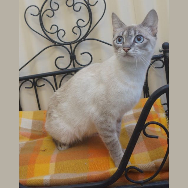 Photo of Snowball