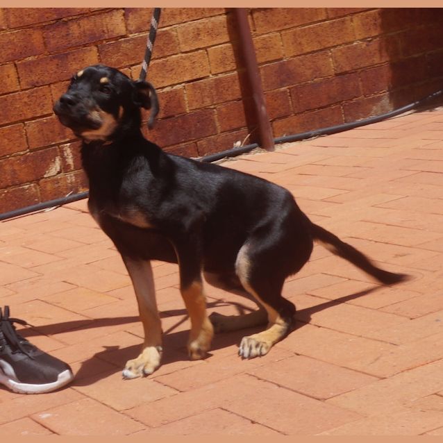 Photo of Chipper
