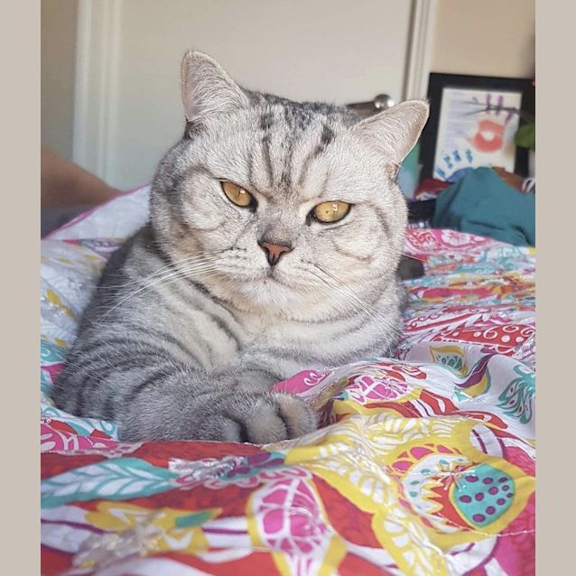 Photo of Misty