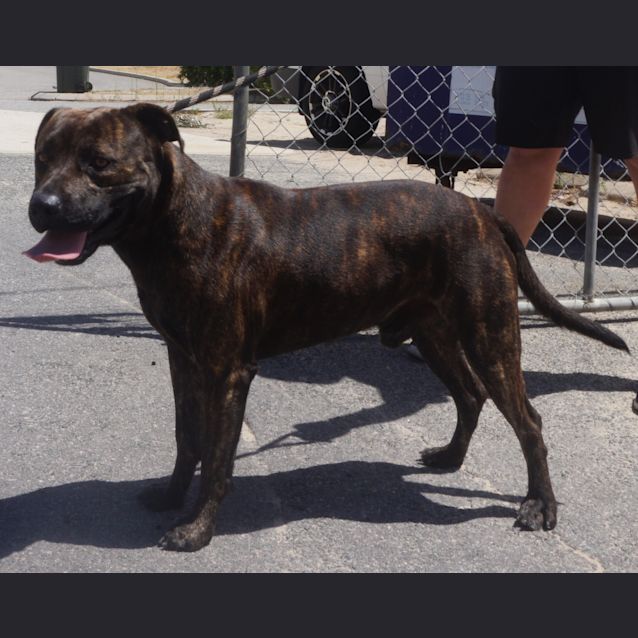 Photo of Bosco