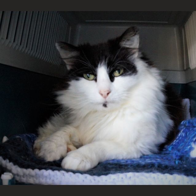 Photo of Banjo