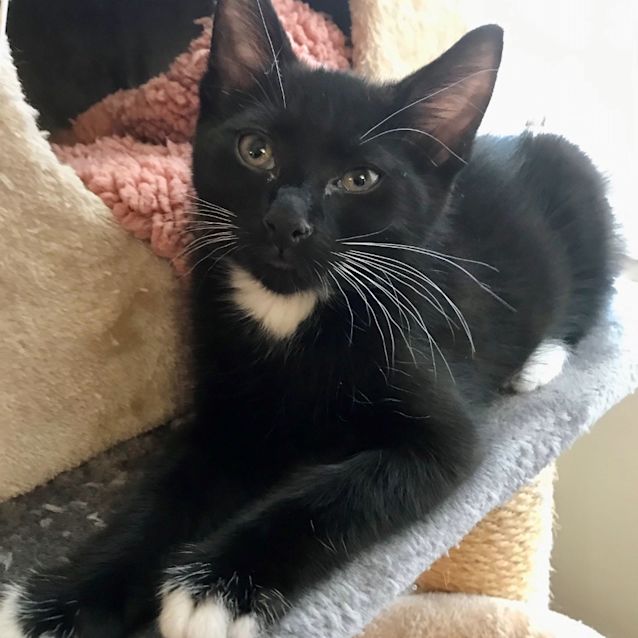 Photo of Bagheera