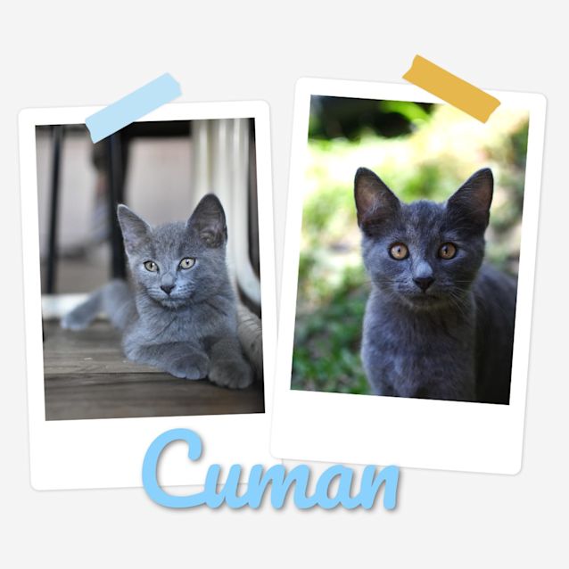 Photo of Cuman 