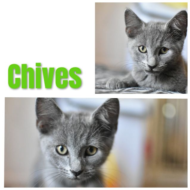 Photo of Chives 