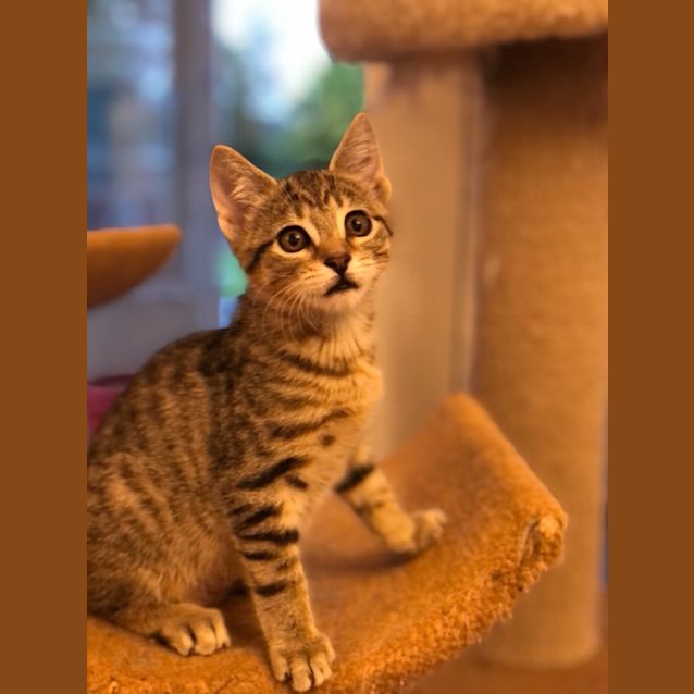 Photo of Scrabble