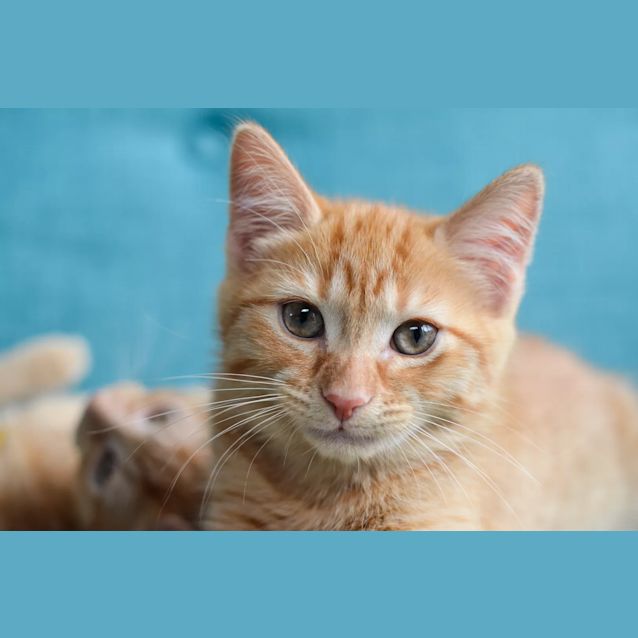 Photo of Mustard And Sesame ❤❤