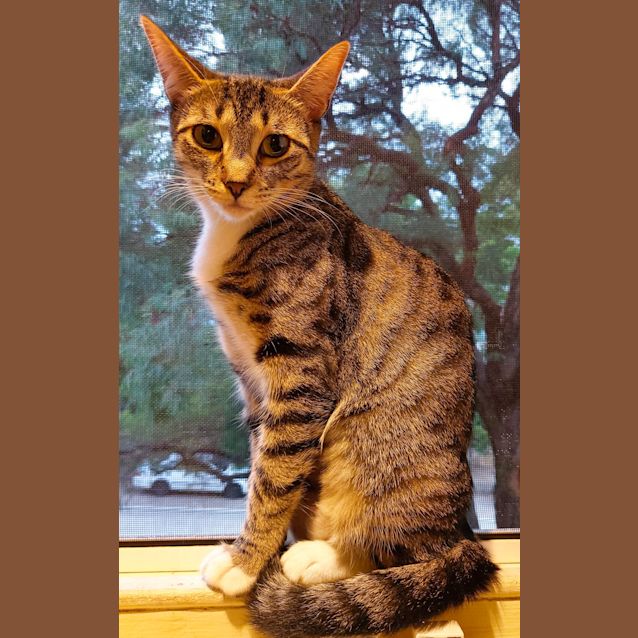 Photo of Tiger