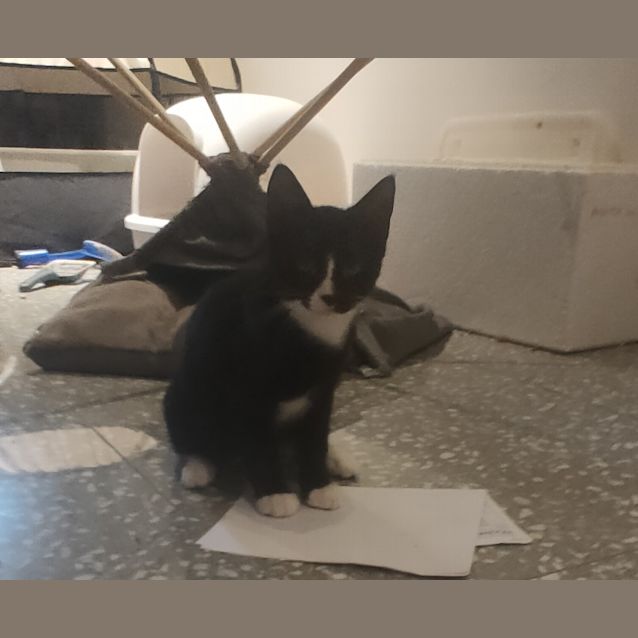 Photo of Pixie 