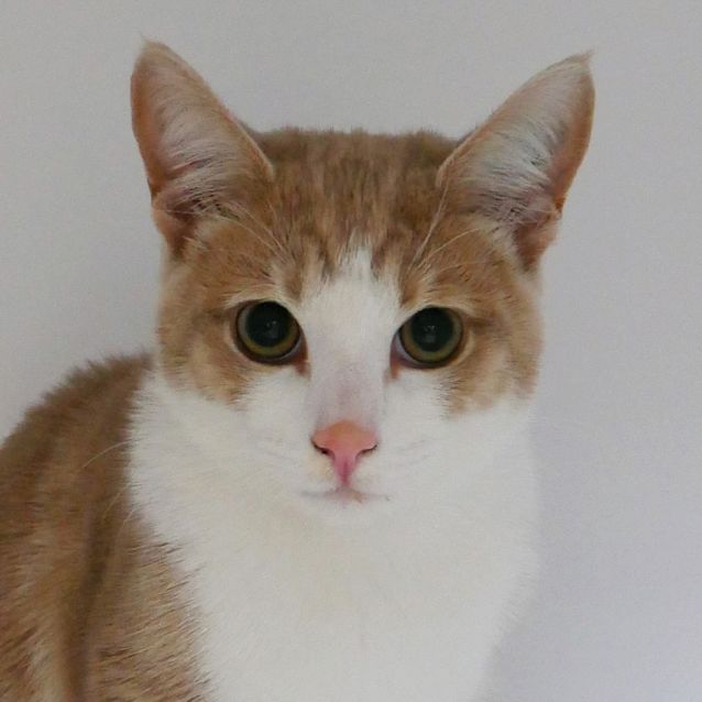 Photo of Smoochy Sta005008