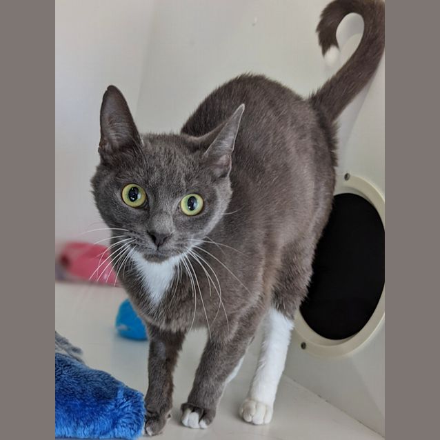 Photo of Venus (C833