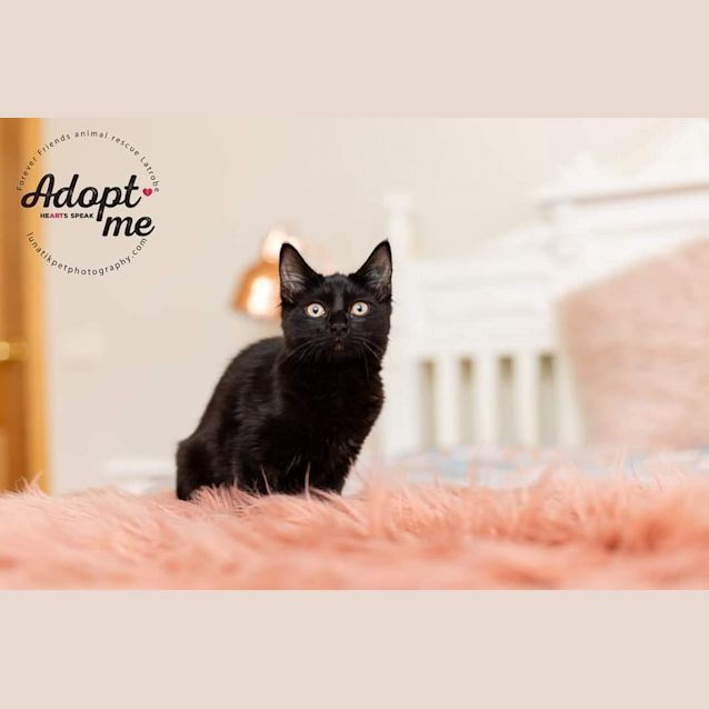 Photo of 😻 Sable 😻