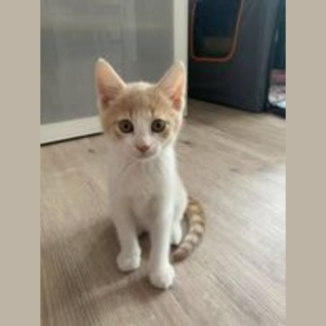 Photo of Honey