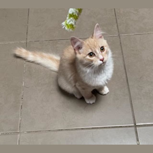 Photo of Daz   Located In Mooroolbark